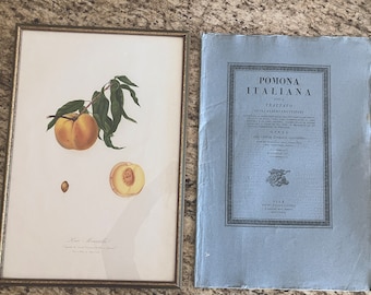 Giorgio Gallesio (1772-1839) "Pomona Italiana, Ossia Trattato Degli Alberi Fruttiferi" (A Treatise On Fruit Trees) Original Engraving