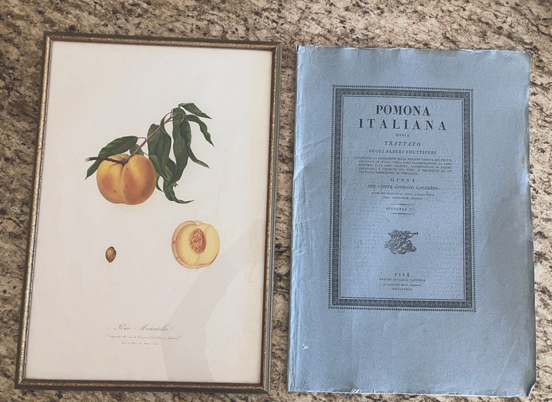 Giorgio Gallesio 1772-1839 Pomona Italiana, Ossia Trattato Degli Alberi Fruttiferi A Treatise On Fruit Trees Original Engraving image 1