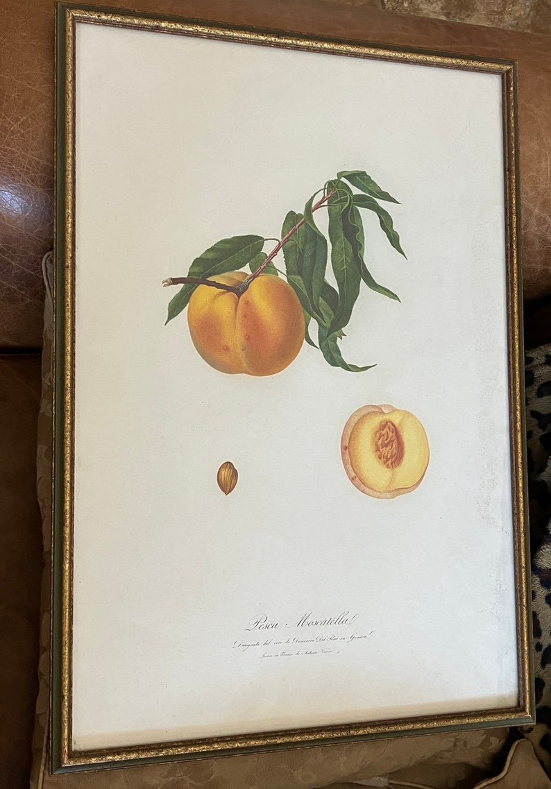 Giorgio Gallesio 1772-1839 Pomona Italiana, Ossia Trattato Degli Alberi Fruttiferi A Treatise On Fruit Trees Original Engraving image 2