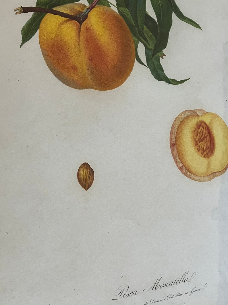 Giorgio Gallesio 1772-1839 Pomona Italiana, Ossia Trattato Degli Alberi Fruttiferi A Treatise On Fruit Trees Original Engraving image 3