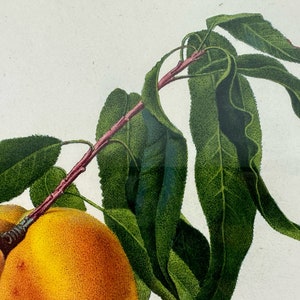 Giorgio Gallesio 1772-1839 Pomona Italiana, Ossia Trattato Degli Alberi Fruttiferi A Treatise On Fruit Trees Original Engraving image 4