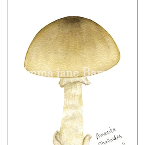 Death cap mushroom, amanita phillodes, deadly mushroom, fungi illustration