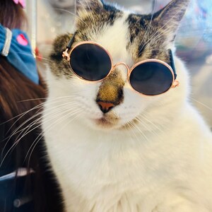 Cat Sunglasses: Gold Frame, Pet Photo Props