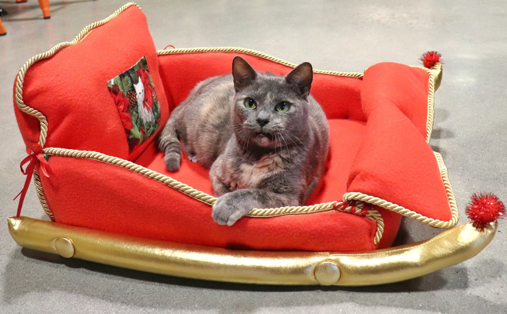 Cat bed Dog bed Sleigh Christmas Dog Bed Red Cat Bed Etsy
