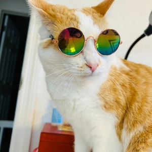 Cat Sunglasses: Gold Frame, Multi Color Lens, Pet Photo Props