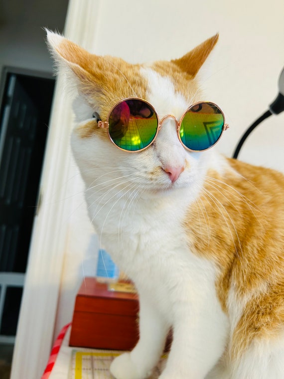 Cat fashion accessories discount