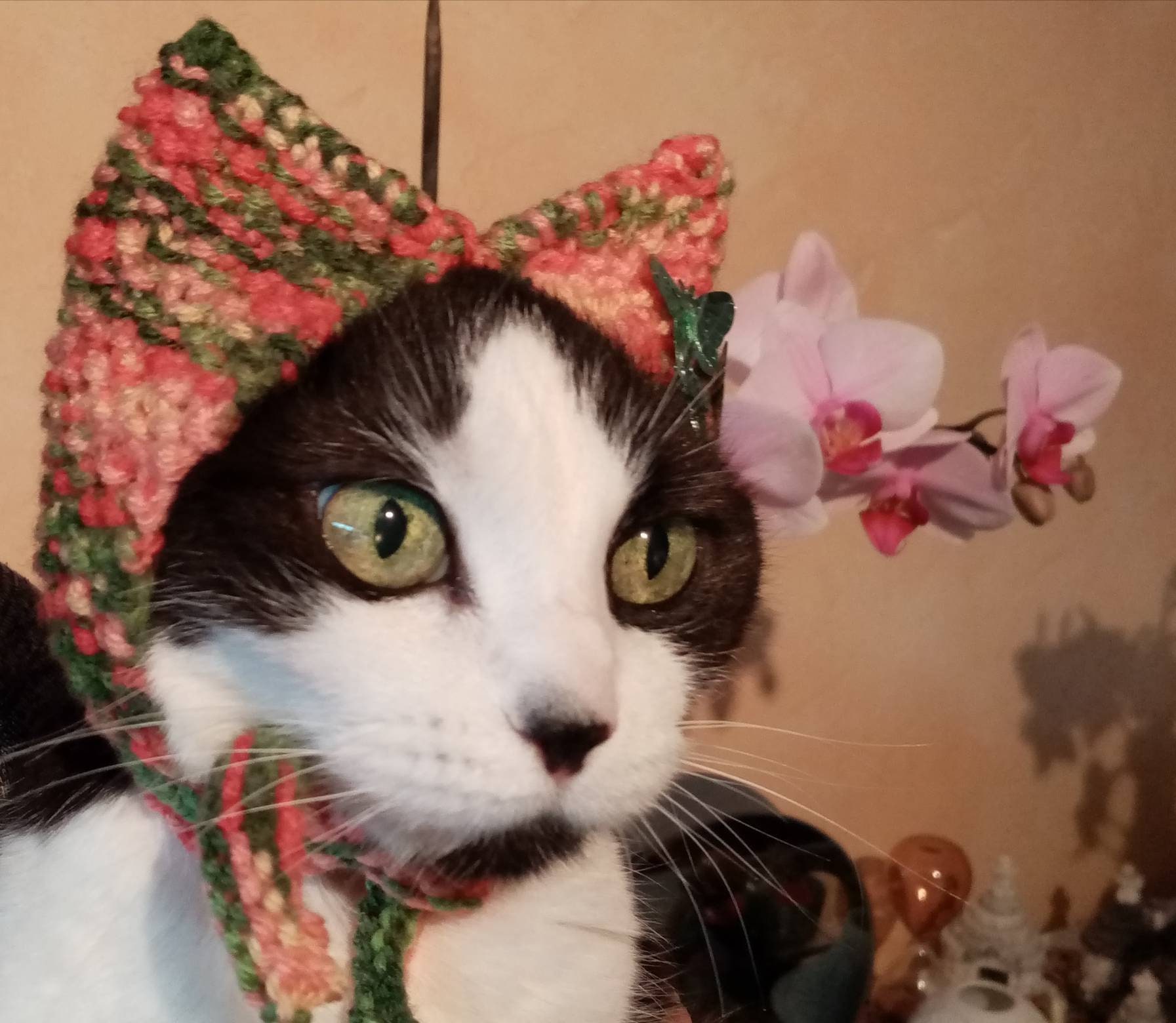 Bonnet Pour Chat ou Chien