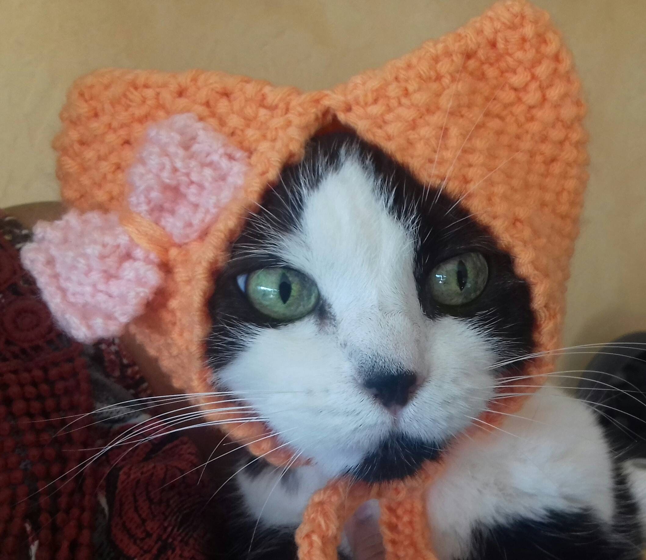 Bonnet Pour Animaux, Chat ou Chien