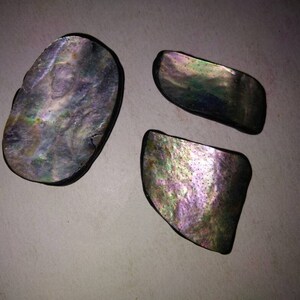 A Abalone Shell 3 Pieces Lot With the Weight of 74.00 Cts. the ...