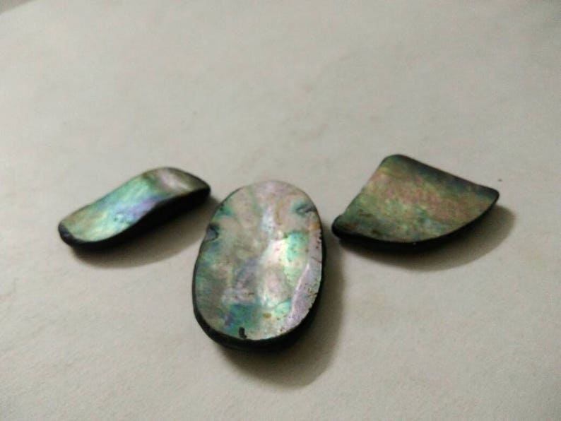 A Abalone Shell 3 Pieces Lot With the Weight of 74.00 Cts. the ...
