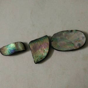 A Abalone Shell 3 Pieces Lot With the Weight of 74.00 Cts. the ...
