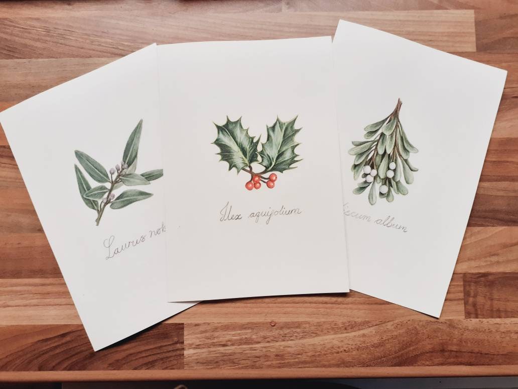 Original art Winter flora set of 3, Yuletide botanical. Bay, Holly, Mistletoe + scientific name, Christmas gift for botanists, biologists.