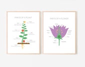 Plant & Flower Parts Educational Print, Homeschool Decor (Digital Download)