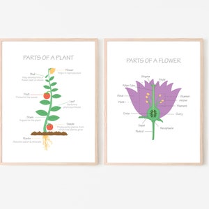 May include: Two illustrated diagrams showing the parts of a plant and a flower. The plant diagram shows a green stem with leaves, a red fruit, and roots. The flower diagram shows a purple flower with a green stem and labels for the stigma, style, pollen tube, petal, pistil, ovule, sepal, receptacle, stamen, anther, filament, and ovary.