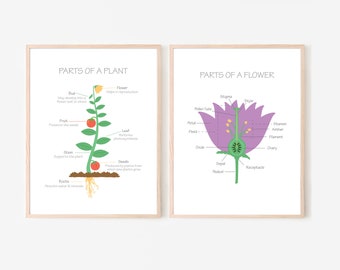 Primary Science Parts of a Plant and Flower Kids Wall Art Educational Prints Posters Homeschool, Pre-School & Montessori Classroom Download