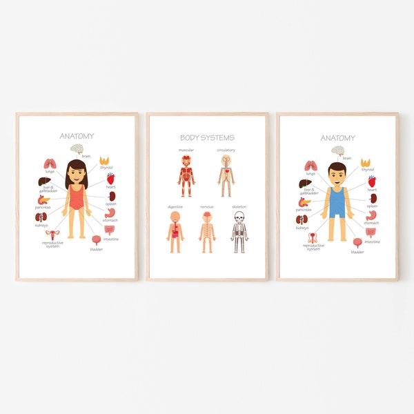 Anatomy Organs Body Systems Kids Health Education Prints Educational Posters Homeschool Pre-School Montessori Classroom Download Printout