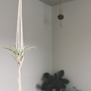 May include: Two macrame plant hangers with air plants hanging from them. The hangers are made of natural white cotton cord and have a wooden ring at the top. The plants are green and have long, thin leaves. The hangers are hanging from the ceiling in a room with white walls.
