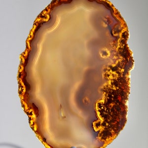 May include: A large, oval-shaped agate slice with a brown and gold outer edge and a light brown, white, and cream colored interior. The agate has a natural, organic shape and a smooth, polished surface.