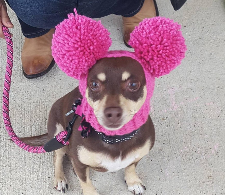 39 Dog Hat Crochet Patterns to Make for Photos, Gifts, and Festive Dress-Up 28 Crochet Dog Pom Pom Hat: Chihuahua & Cat Costume