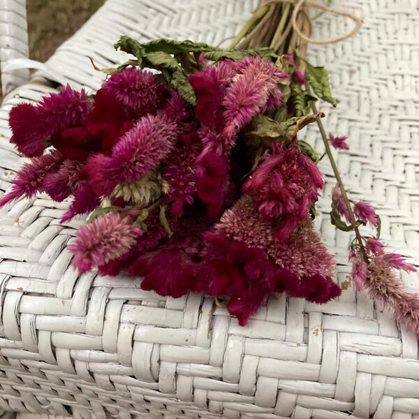 Cockscomb - Etsy