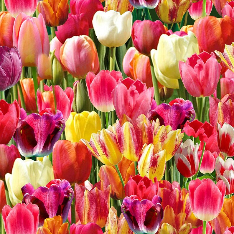 Tulip Flowers C6711 Cotton fabric by the yard Bright Tulips Etsy