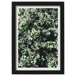 Spirea Wall