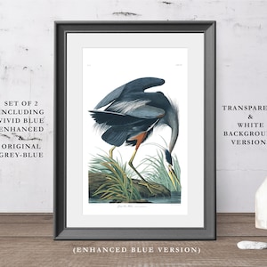 May include: Two framed prints featuring a detailed illustration of a blue heron bird. The bird is depicted with blue, gray, and orange plumage, standing near water and reeds. Text on the frame reads "SET OF 2 INCLUDING VIVID BLUE ENHANCED ORIGINAL GREY-BLUE" and "TRANSPARENT & WHITE BACKGROUND VERSIONS".