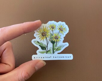 Arrowleaf Balsamroot PNW Flower Durable Vinyl Sticker ~ originally hand drawn