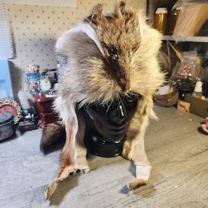 Vintage coyote fur mountain man hat 22&quot; circumference insulated winter hat davey crockett hat real coyote pelt