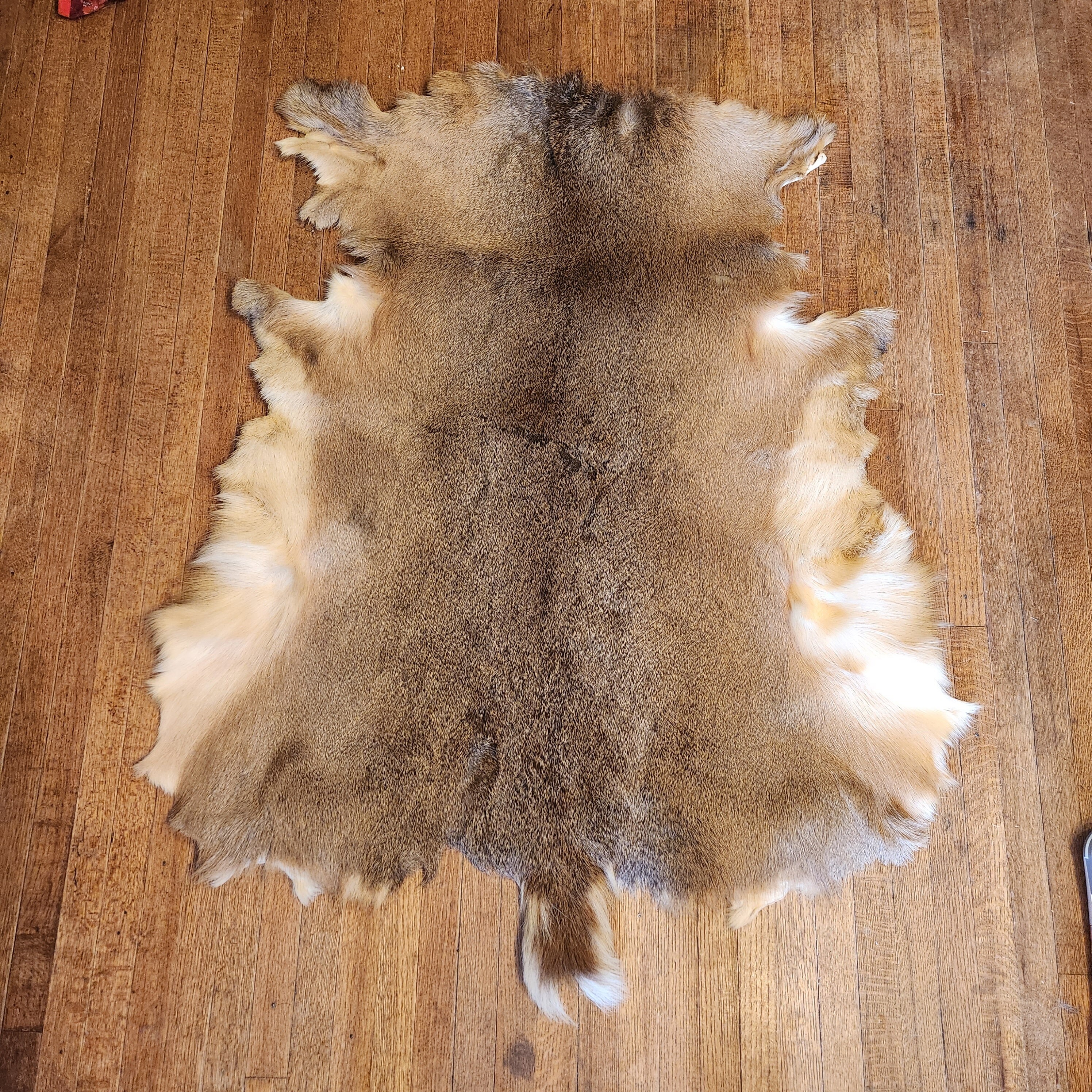 Native Crafts Wholesale - Now Open to the Public!: Tiger Striped Rabbit Fur  Pelt [IJE--STR17JTigerRabbit] - $17.96