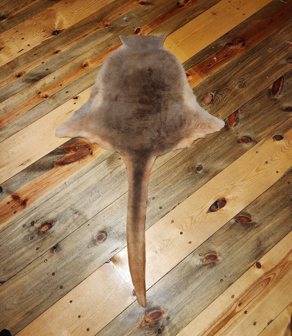 4.5' Real Kangaroo Pelt Kangaroo Skin Rug Real Fur Etsy