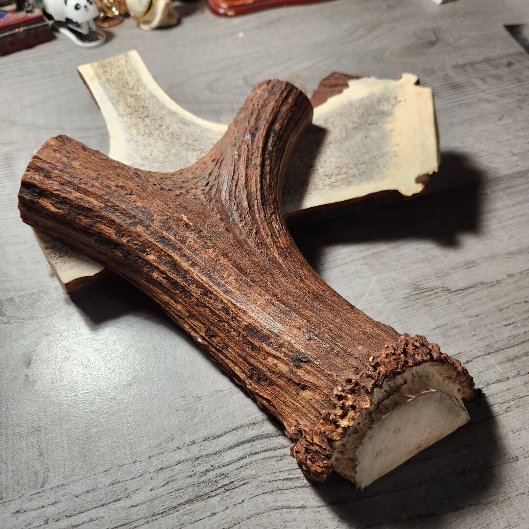 Large Elk Antler Base Cutting for Crafting Bone Working Etsy