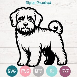 Bologneser Hund SVG PNG Schnittdateien für Cricut, Silhouette digitaler Download, Lasergravur, Sublimationsdruck, kommerzielle Nutzung Clipart