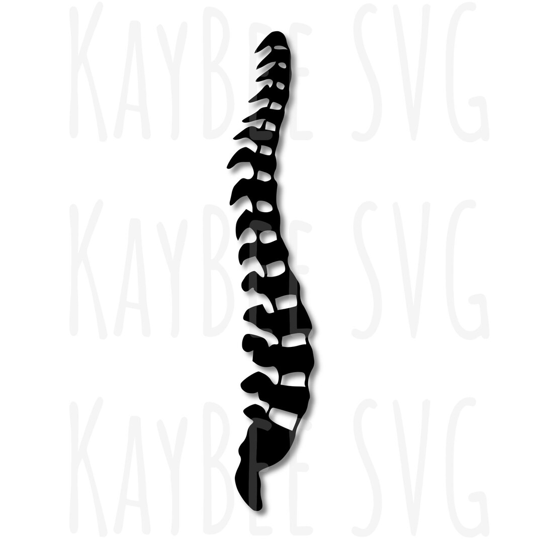 Human Spine SVG PNG JPG Clipart Cut File Download for Cricut Silhouette