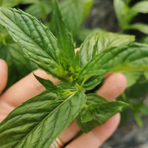Minted MINTS - Portugiese Minze Steckpflanze 3 cm - erdefreie Bio-Hydroponik Mentha Pflanzen, Getränke und Küche, Kochen
