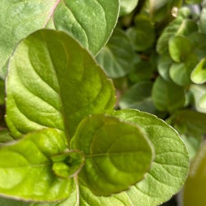 Minted MINTS - Orange Grenada-Minze, Steckpflanze 3 cm - erdefreie Bio-Hydroponik-Mentha-Pflanzen, Getränke und Küche, Kochen