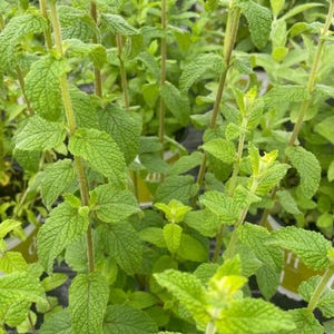 Minted MINTS - Parfum de sage mint mentha, Steckpflanze 3 cm - erdefreie Bio-Hydroponik Minze Pflanzen, Getränke und Küche, Kochen