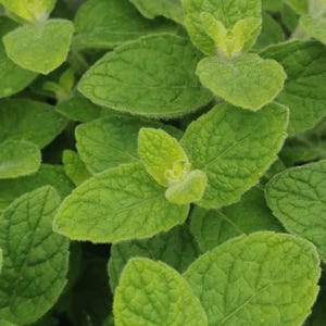 Minted MINTS -  Guernsey le boue  plug plant 3cm - soil free  organic hydroponic mint plug plants, herbs,drinks and cuisine, cookery