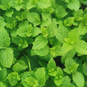 Minted MINTS - Englische Lamm-Minze Plug Pflanze 3 cm - erdefreie biologisch hydroponische Minze Plug Pflanzen, Kräuter, Getränke und Küche