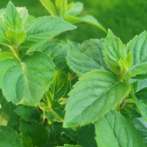 Minted MINTS - Lemon mint  plug plant 3cm - soil free cultured mint plug plants, herbs,flavoured drinks and cuisine, cookery