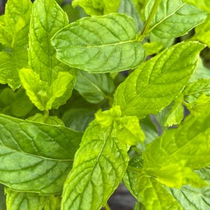 Minted MINTS - Gartenstecker traditioneller Minzstecker 3 cm - erdefrei biologisch hydroponisch für Kräuter, Getränke und Küche, Kochen