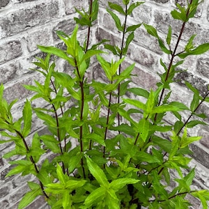 Minted MINTS - Newborne mint,  plug plant 3cm - soil free  organic hydroponic mentha plants, drinks and cuisine, cookery