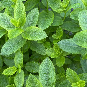 Minted MINTS - Mexican spearmint plug plant 3cm - soil free  organic hydroponic mint plants, drinks and cuisine, cookery