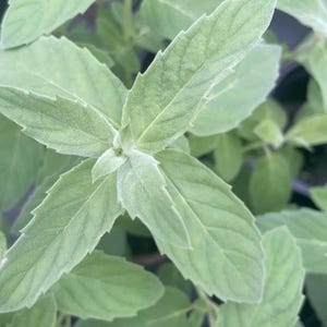 Minted MINTS - Lake van  mentha mint plug plant 3cm - soil free  organic hydroponic mint plants, drinks and cuisine, cookery