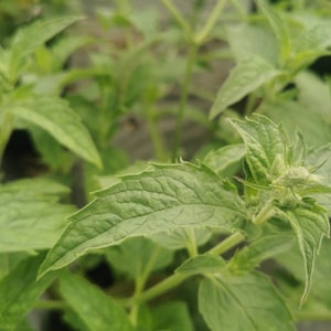 Minted MINTS - Ross mint,  plug plant 3cm - soil free  organic hydroponic mentha plants, drinks and cuisine, cookery