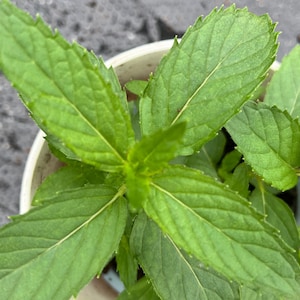 Minted MINTS -  Pfalzer collander mint mentha,  plug plant 3cm - soil free  organic hydroponic mint plants, drinks and cuisine, cookery