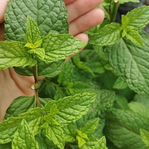 Minted MINTS -  Kentucky colonel mentha mint,  plug plant 3cm - soil free  organic hydroponic mint plants, drinks and cuisine, cookery