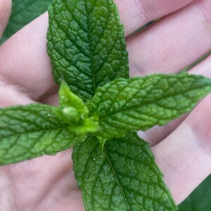 Minted MINTS - Fraiche Steckpflanze 3 cm - erdefreie Bio Hydroponik Minze Plug Pflanzen, Kräuter, Getränke Küche, Kochen
