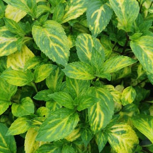 Minted MINTS -  Ginger variegated  plug plant 3cm - soil free  organic hydroponic mint plug plants, herbs,drinks and cuisine, cookery