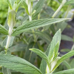 Minted MINTS - Kagenheld Cytronmyte mentha Minze Steckpflanze 3 cm - erdefreie Bio Bio Minze Pflanzen, Getränke und Küche, Kochen
